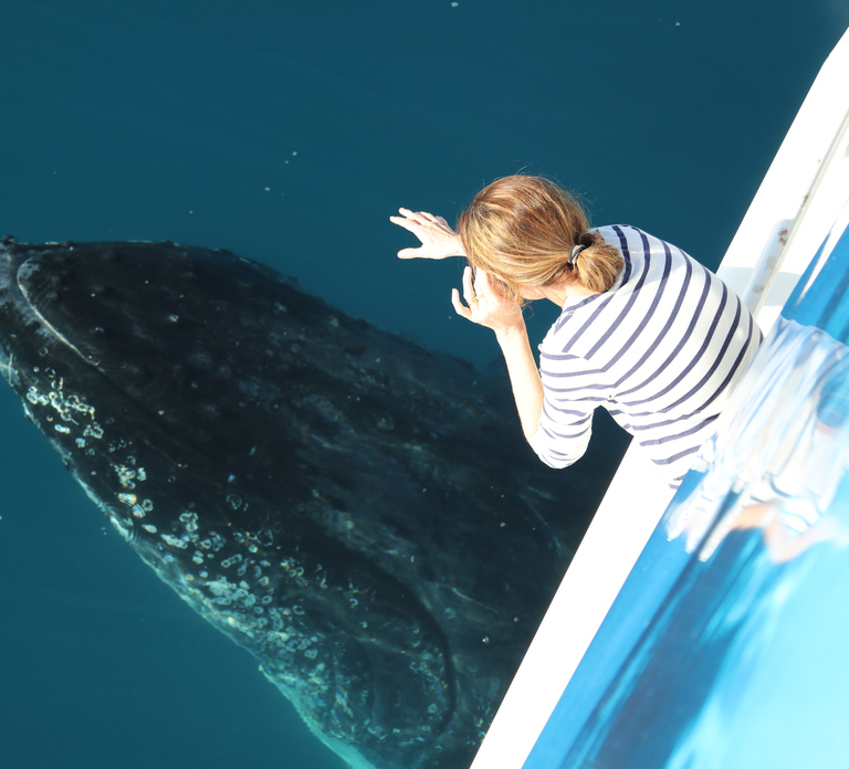 Hervey Bay 4-Hour Whale Watch Encounter