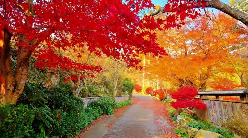 Kyushu autumn foliage limited day tour: Dazaifu, Kunean Temple, Mifuneyama Rakuen, Yutoku Inari Shrine