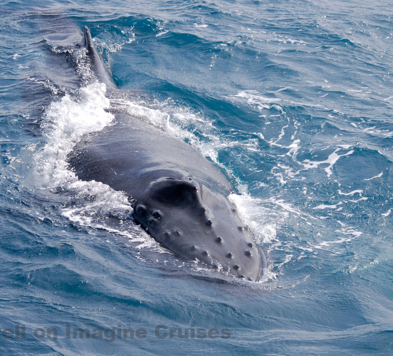 Nelson Bay: Whale and Dolphin Watching Catamaran Cruise