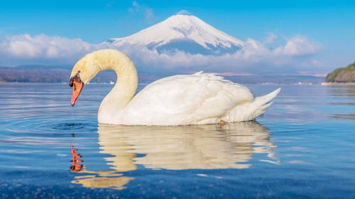 1-day Tour to Owakudani in Hakone on the Pirate Ship – Includes Cable Car Ticket