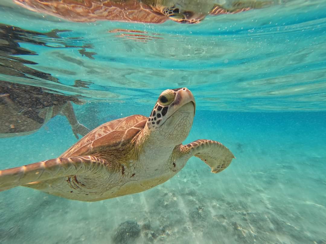 Snorkling tour in gili air island Lombok