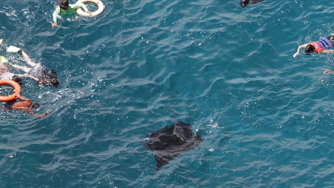 Manta Ray Snorkeling Nusa Penida – Swim with Ocean Giants