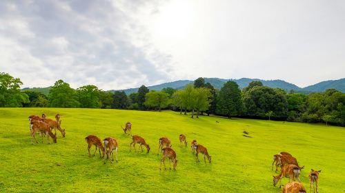 1-day tour to Arashiyama & Katsuo-ji in Kyoto, Japan with Chinese-speaking guide