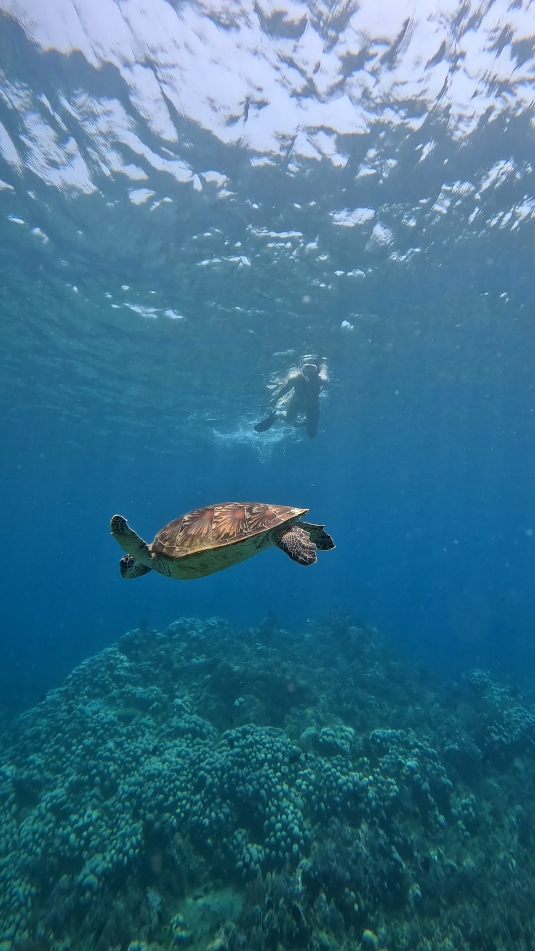 Secrate Island Private Snorkling Tour in lombok with go pro
