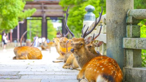 One-Day Tour in Kyoto and Nara