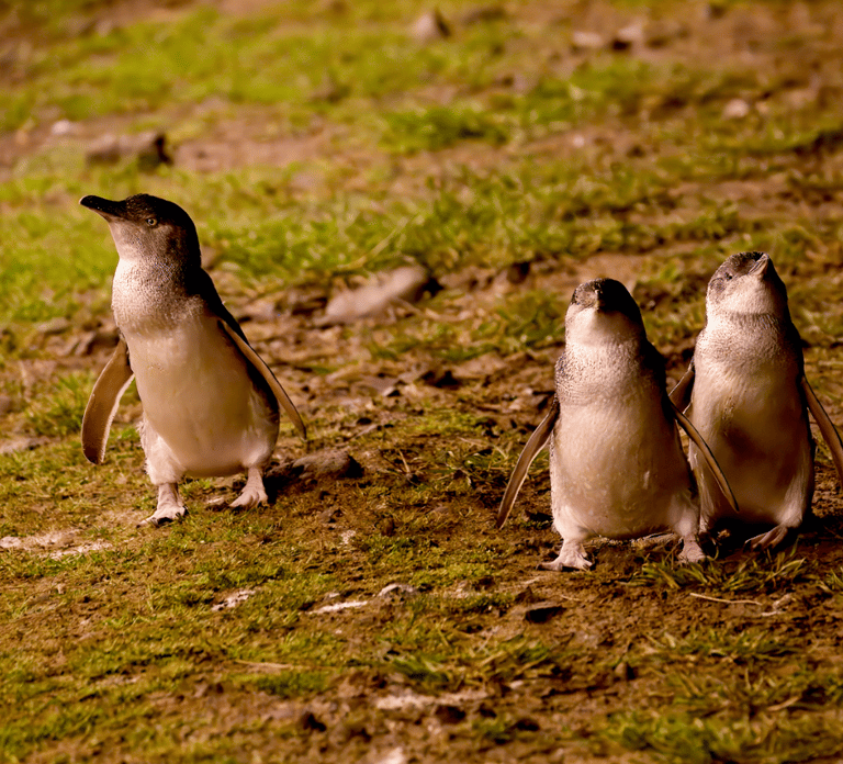 From Melbourne: Penguin Parade Afternoon Tour