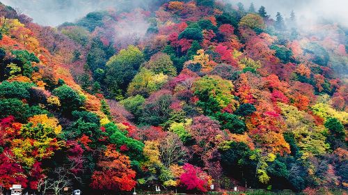 Ultimate Kyoto Arashiyama Tour: Bamboo, Monkeys & Hidden Gardens Day Tours