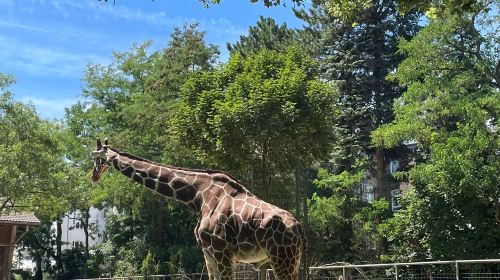 Cologne Zoological Garden