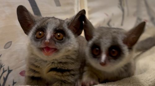 Animal Encounter Cafe: Hedgehogs, Owls & Monkeys in Tokyo