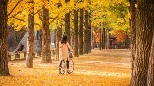 Nami Island + Gangchon Railbike + The Garden of Morning Calm One Day Tour