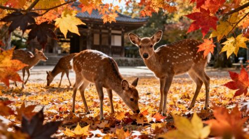 Kyoto + Nara Park + Fushimi Inari Park Day Trip | Small Group Tour (9 people) Available Day Tours