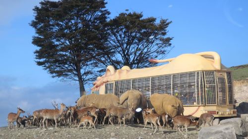 one-day tour of Kyushu Zoo in Oita,Ghibli Town & Animal Interaction Tour