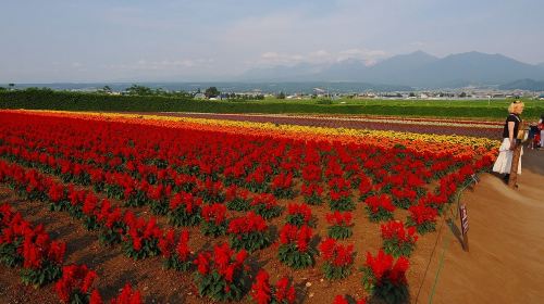 Furano highland tomita farm panoramic flower gardens shikisai-no-oka shirogane blue pond (aoiike) sightseeing bus