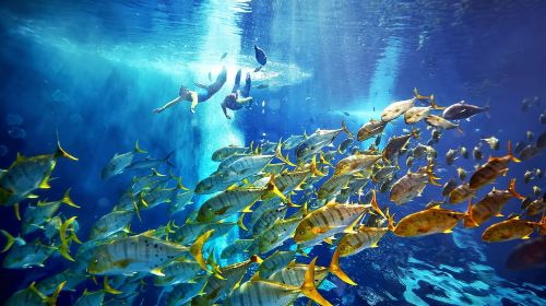 Dubai ScubaDive.ae + Jumeirah Beach diving experience scuba diving 0.5h