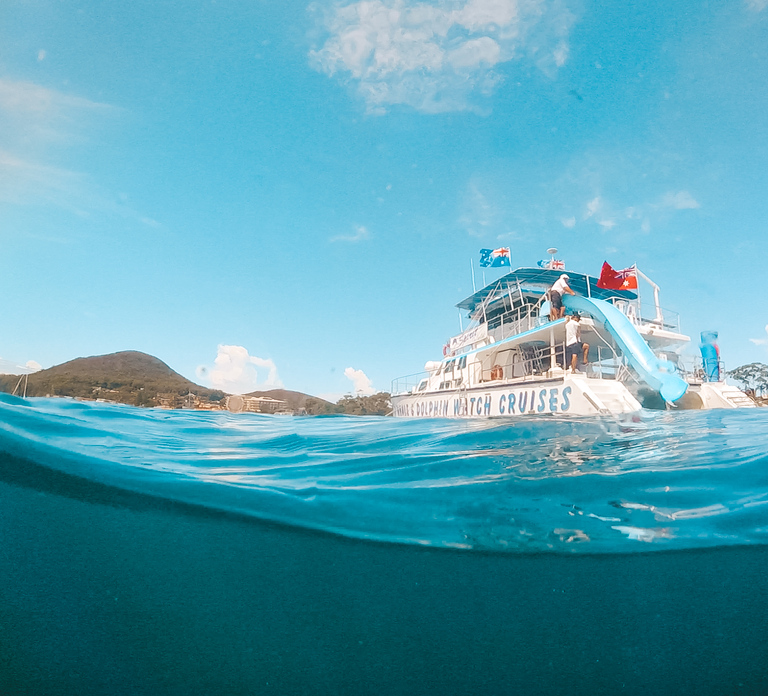 Port Stephens: Dolphin Watch Cruise with Swimming & Slides