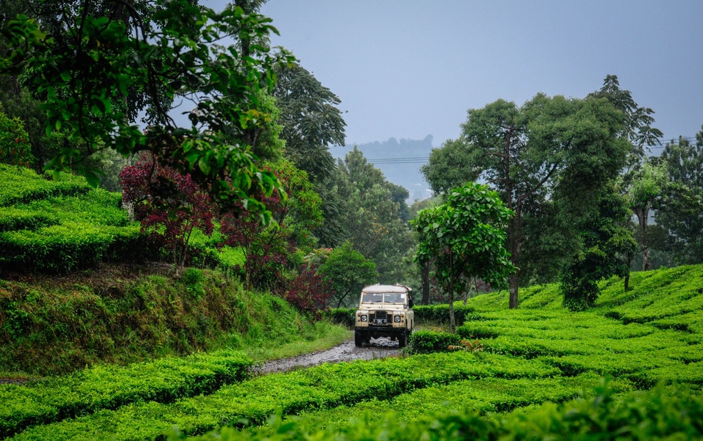 Fun Offroad Ciwidey Bandung – Land Rover Tea Plantation Adventure
