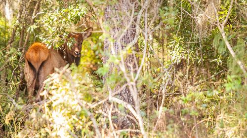 Wild Florida Drive-Thru Safari and Gator Park Admission Day Tours