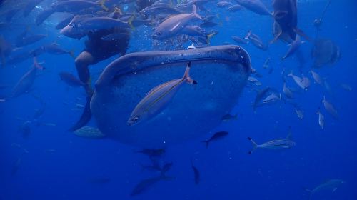 1-hour certified scuba diving in Okinawa, Japan