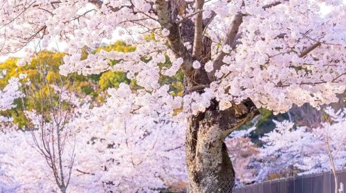 Kyoto Arashiyama + Kiyomizu-dera Temple 1-day tour Day Tours