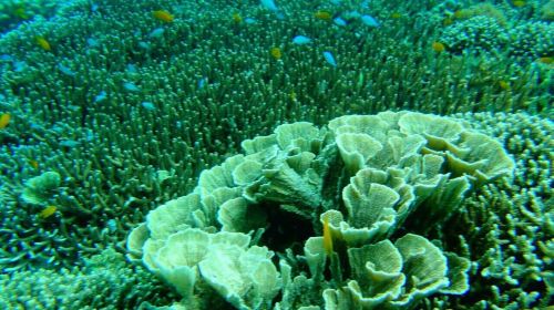 Bohol Island: Dolphin Watching + Balicasag Island Snorkeling 1-day Tour
