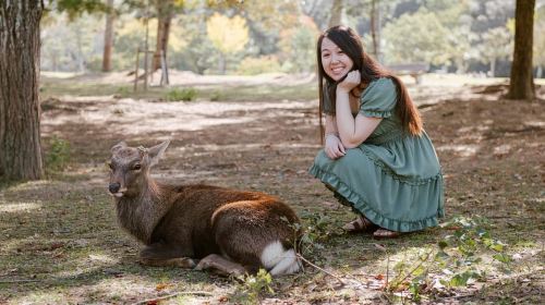 Nara Serenity: Memories Among Deer and Temples Day Tours