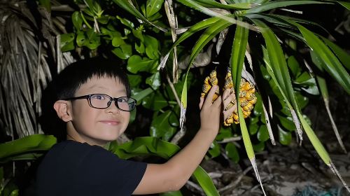 Okinawa Ishigaki Island Night Starry sky and Jungle night tour Day Tours