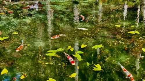 Monet's Pond (Japan) – Mino Historic Street – Tanokami Shrine – Mama Kannon Temple