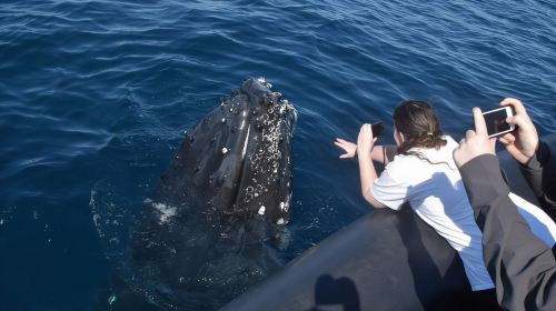 Sydney Whale Watching Cruise Half Day Tour