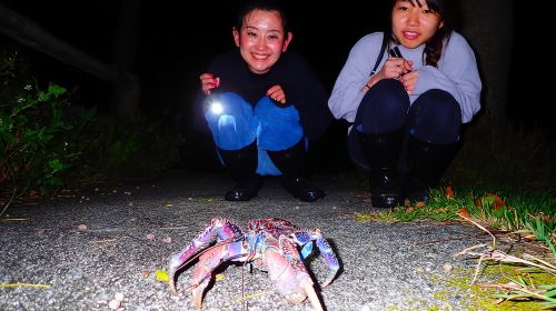 Okinawa Ishigaki Island Night Starry sky and Jungle night tour Day Tours