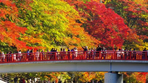 From Nagoya, 2026 Kokkei-san Eihou-ji temple (1000-year-old temple) + Korankei gorge night maple + pink shikizakura Day Tours