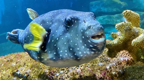 Amnéville Aquarium: Fast Track Ticket Adult