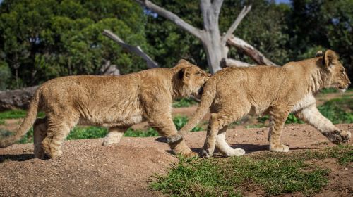 Werribee Open Range Zoo