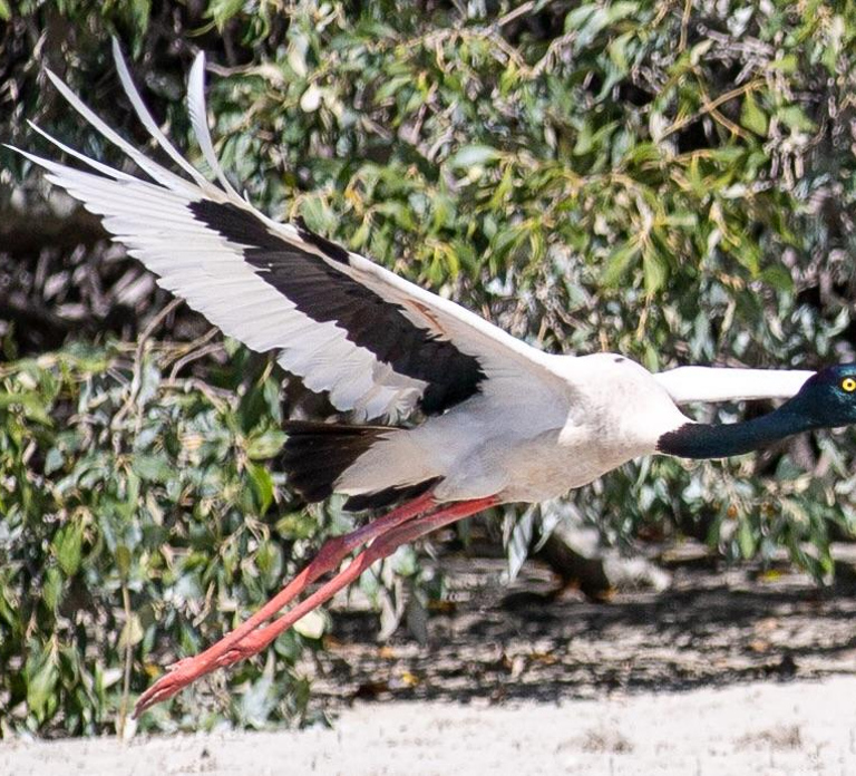 BROOME: SCENIC & PREHISTORIC CRUISE- Wine & Gourmet Platters