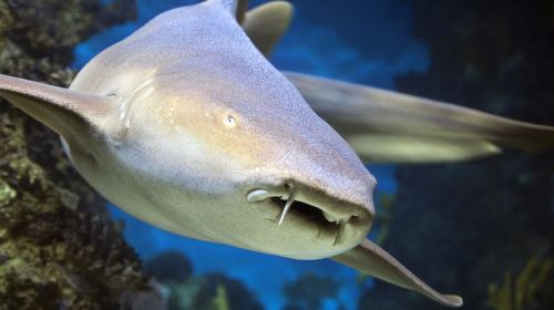 Aquarium of Lyon
