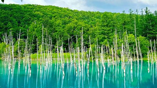 Hokkaido one-day tour Asahikawa Zoo & Four Seasons Color Hill & Christmas Tree & Elf Terrace Small Group Optional Day Tours