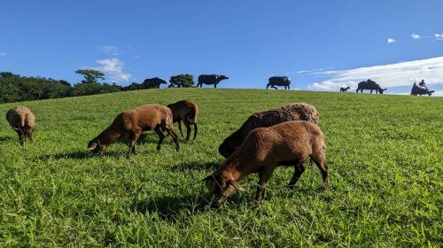 Farm Dream Estates
