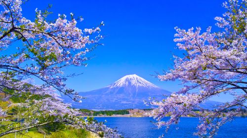 Mt. Fuji Makaino Ranch + Lake Tanuki Day Trip (Small Group Max 9 | Hotel Pick-up Option) Day Tours