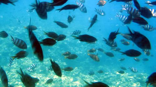 West Marine-Underwater Sightseeing Tour