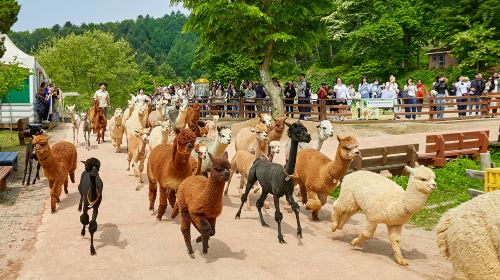 Gyeonggi Province|1-day tour to Gangchon Rail Park + Alpaca World Day Tours