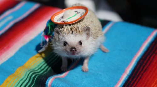 Animal Encounter Cafe: Hedgehogs, Owls & Monkeys in Tokyo