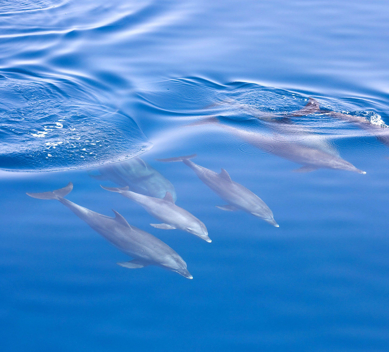 Sydney: Jervis Bay Dolphin Cruise and Kiama Blowhole Tour