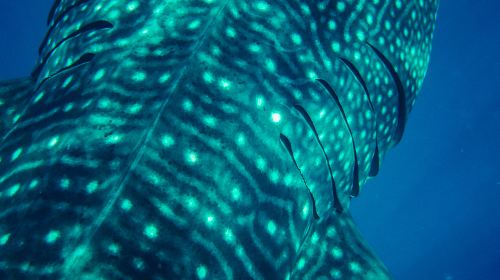 Oslob Cebu Whale Shark Watching + Moalboal Sardines Snorkeling Day Tour