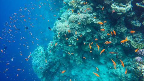 Oslob Cebu Whale Shark Watching + Moalboal Sardines Snorkeling Day Tour