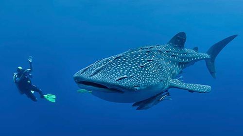 Cebu Oslob Whale Shark + Sardine Run 1-day tour Chinese group whale shark watching