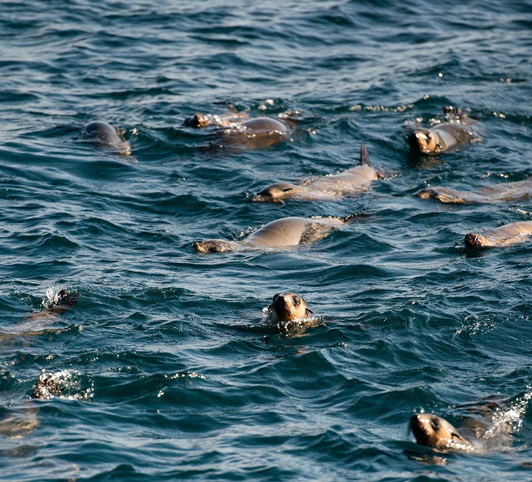 From Melbourne: Phillip Island Penguin Parade Express Tour
