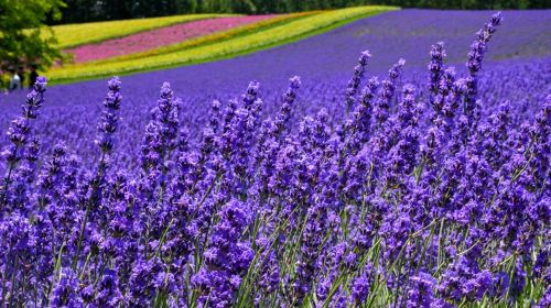 Furano highland tomita farm panoramic flower gardens shikisai-no-oka shirogane blue pond (aoiike) sightseeing bus