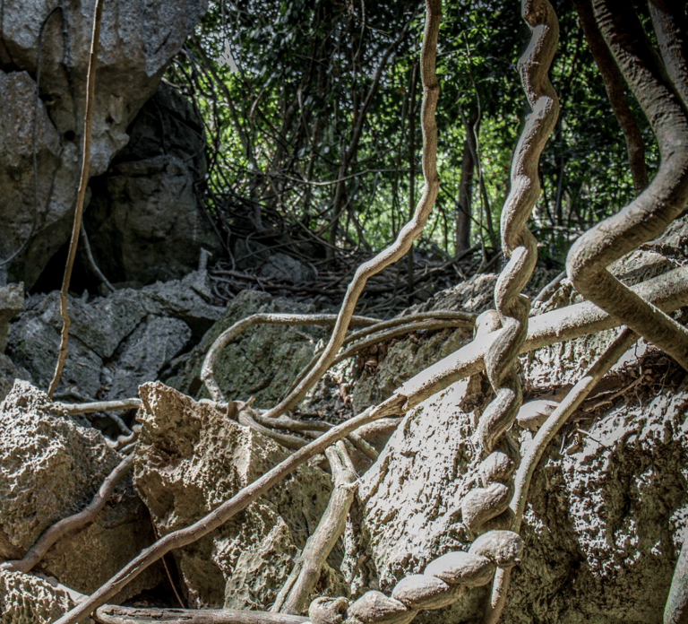 Queensland: 90 Minute Capricorn Caves Explorer Tour
