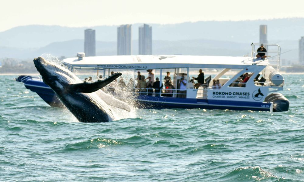 Whale Watching Cruises For 2.5 Hours