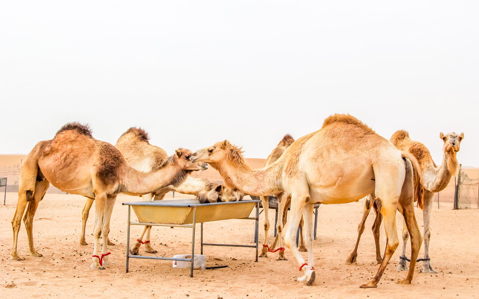 Morning Desert Safari with Camel Farm Visit & Sandboarding