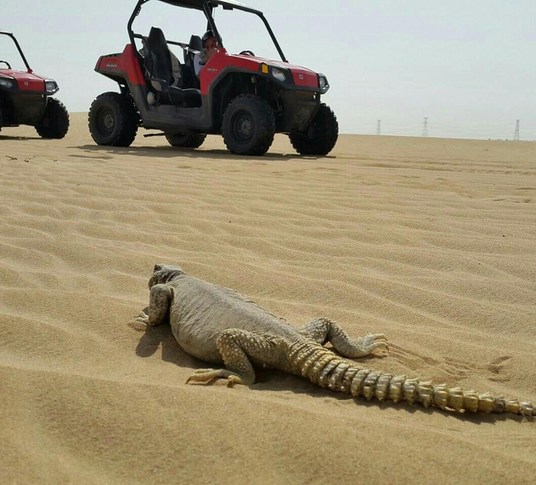 Dubai: Self-Drive Dune Buggy Safari with Pickup and Drop-Off